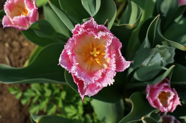 Tulipanes Multicolores Jardín Tonos Rojo Amarillo Violeta Blanco Diferentes Secuencias — Foto de Stock