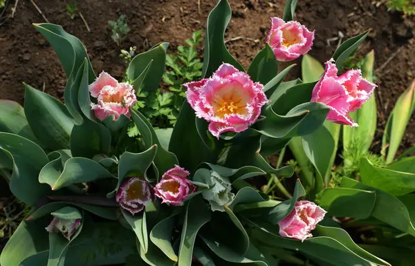 Tulipanes Multicolores Jardín Tonos Rojo Amarillo Violeta Blanco Diferentes Secuencias — Foto de Stock