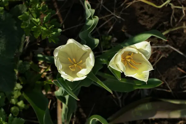 Tulipanes Multicolores Jardín Tonos Rojo Amarillo Violeta Blanco Diferentes Secuencias —  Fotos de Stock