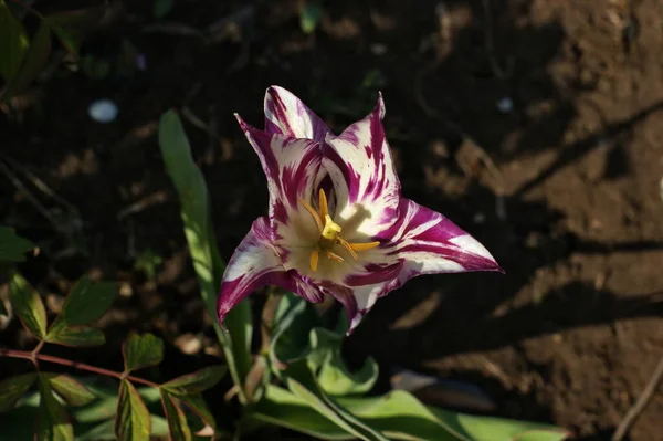 Tulipanes Multicolores Jardín Tonos Rojo Amarillo Violeta Blanco Diferentes Secuencias — Foto de Stock