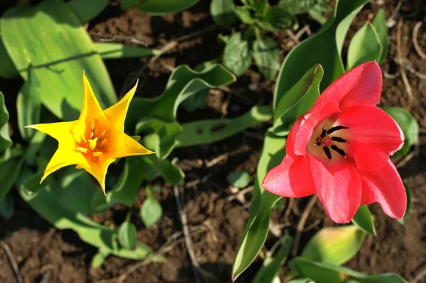 Tulipanes Multicolores Jardín Tonos Rojo Amarillo Violeta Blanco Diferentes Secuencias — Foto de Stock