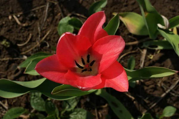 Tulipani Multicolori Giardino Rosso Giallo Viola Bianco Diverse Sequenze — Foto Stock
