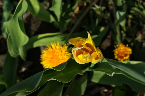 Πολύχρωμες Τουλίπες Στον Κήπο Ερυθρές Κίτρινες Βιολετί Και Λευκές Αποχρώσεις — Φωτογραφία Αρχείου