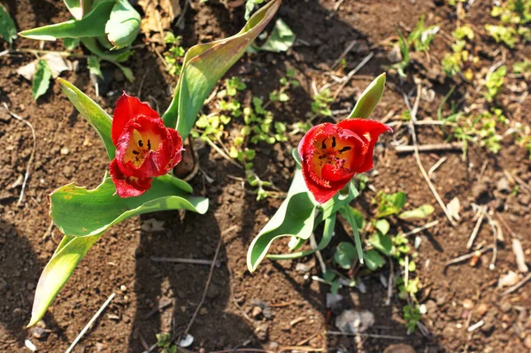 Tulipanes Rojos Amarillos Bajo Sol Primaveral Flores Primavera Jardín — Foto de Stock