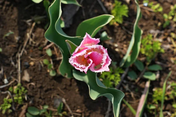 Meerkleurige Tulpen Tuin Rood Geel Violet Wit Tinten Verschillende Sequenties — Stockfoto