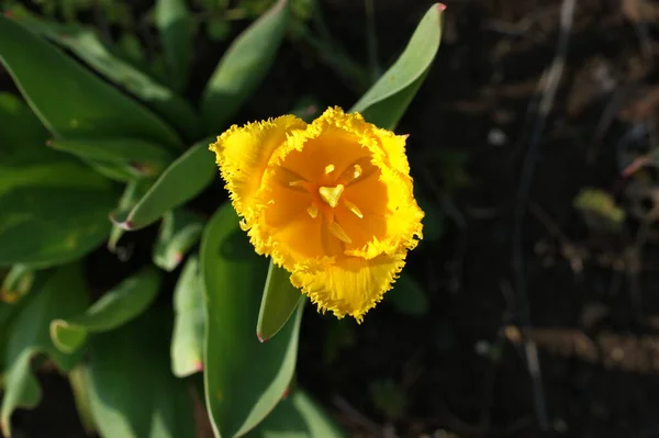 Tulipanes Multicolores Jardín Tonos Rojo Amarillo Violeta Blanco Diferentes Secuencias —  Fotos de Stock