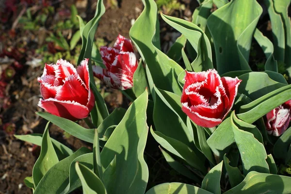 Tulipanes Rojos Rosados Amarillos Floreciendo Jardín Uno Rojo Cerca — Foto de Stock