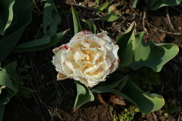 Tulipanes Multicolores Jardín Tonos Rojo Amarillo Violeta Blanco Diferentes Secuencias — Foto de Stock