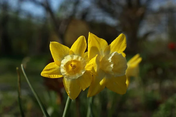 Narcisos Amarelos Primavera Profundidade Superficial Campo Foco Seletivo Primeiro Plano — Fotografia de Stock