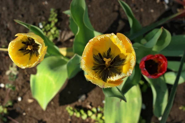 Tulipanes Rojos Amarillos Bajo Sol Primaveral Flores Primavera Jardín — Foto de Stock