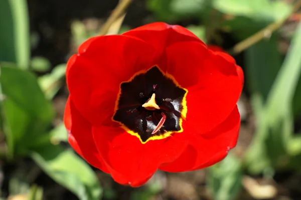 Tulipanes Rojos Amarillos Bajo Sol Primaveral Flores Primavera Jardín — Foto de Stock