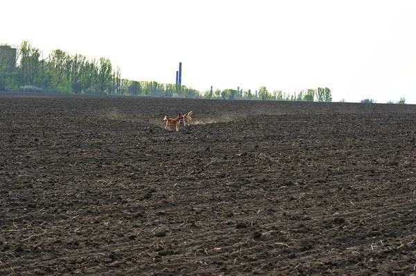 Két Sárga Kutya Egy Szántott Mezőn Játsszák Játékaikat — Stock Fotó