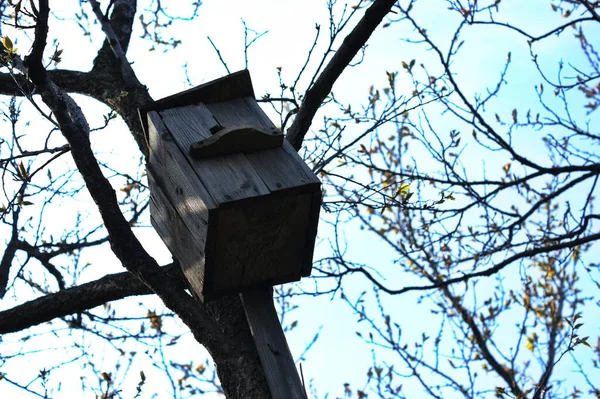 Vecchia Birdhouse Albero Che Non Ancora Cresciuto Birdhouse Giardino — Foto Stock