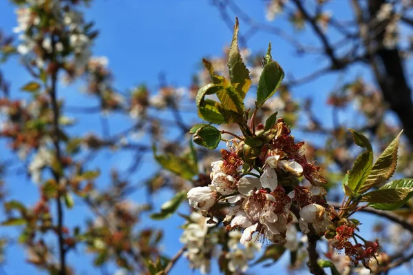 Beau Jardin Ensoleillé Avec Des Cerisiers Fleurs Des Pommiers Des — Photo