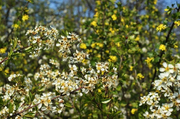 Ένας Όμορφος Ηλιόλουστος Κήπος Ανθισμένες Κερασιές Μηλιές Αχλαδιές Και Ροδακινιές — Φωτογραφία Αρχείου