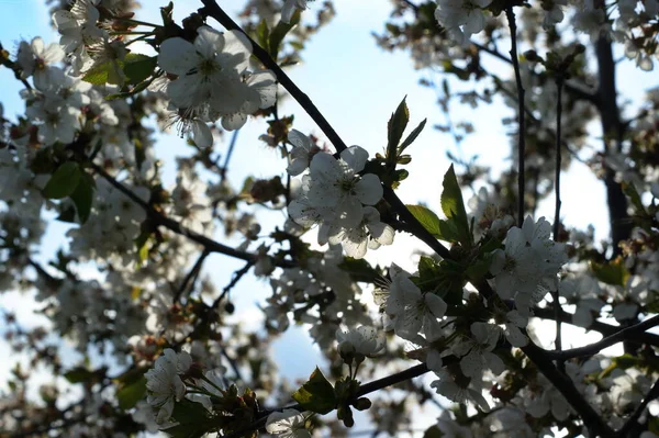 Beau Jardin Ensoleillé Avec Des Cerisiers Fleurs Des Pommiers Des — Photo