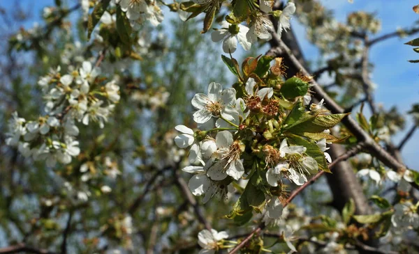 リンゴ 桃の木が咲く美しい日当たりの良い庭 春に花を咲かせます 白とピンクの花の枝を持つ果樹園 自然の美しさ — ストック写真
