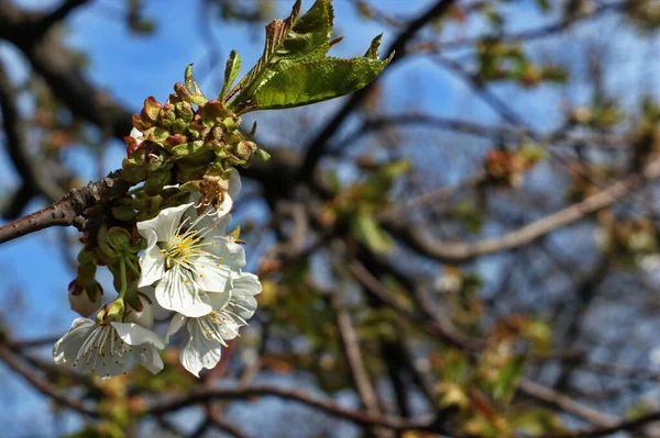 Krásná Slunná Zahrada Kvetoucími Třešněmi Jablky Hruškami Broskvemi Jarní Květiny — Stock fotografie