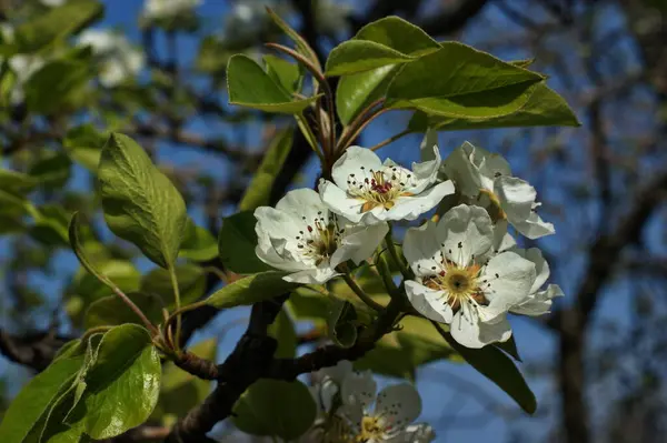 Beau Jardin Ensoleillé Avec Des Cerisiers Fleurs Des Pommiers Des — Photo