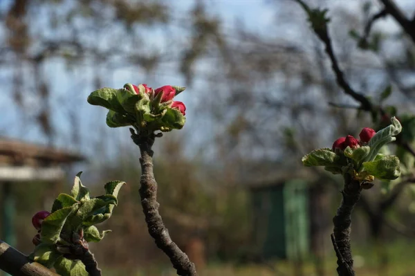 Beau Jardin Ensoleillé Avec Des Cerisiers Fleurs Des Pommiers Des — Photo