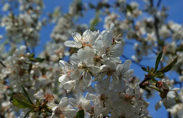 Krásná Slunná Zahrada Kvetoucími Třešněmi Jablky Hruškami Broskvemi Jarní Květiny — Stock fotografie