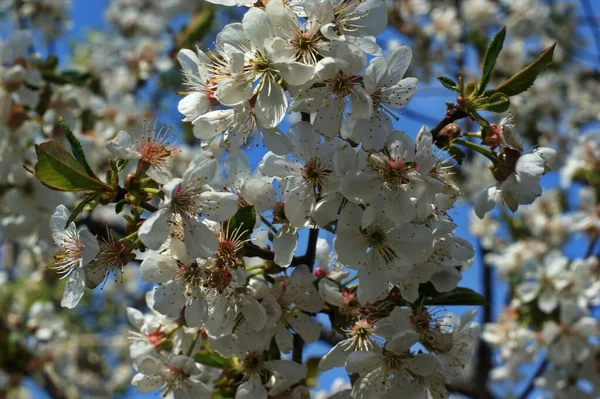 Krásná Slunná Zahrada Kvetoucími Třešněmi Jablky Hruškami Broskvemi Jarní Květiny — Stock fotografie