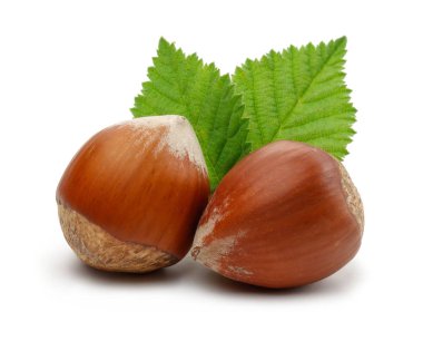 Yeşil yapraklı bir grup fındık izole