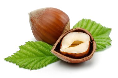 Yeşil yapraklı bir grup fındık izole