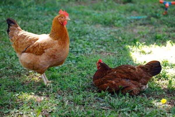 Free range chicken gathering — Stock Photo, Image