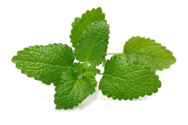 Taze Melisa yaprakları, melissa izole