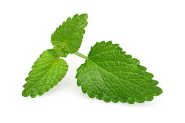 Taze Melisa yaprakları, melissa izole
