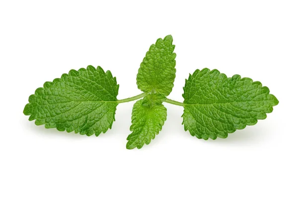 Fresh lemon balm leaves, melissa isolated — Stock Photo, Image