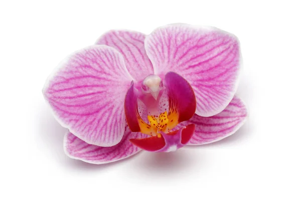 Orchidea rosa isolata su bianco — Foto Stock
