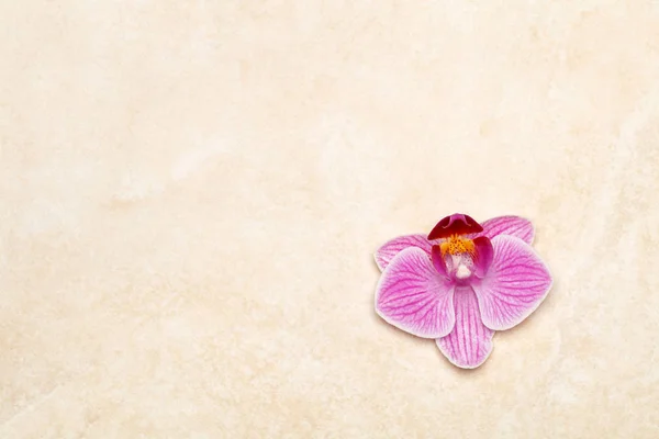 Orchidea viola su sfondo di marmo — Foto Stock
