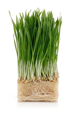 Beyaz üzerinde izole yeşil buğday lahanası