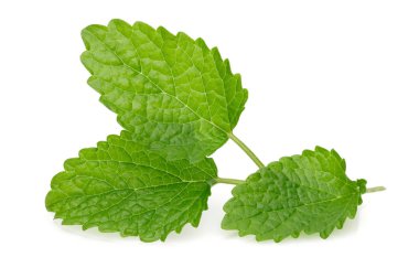 Taze limon merhemi ya da Melissa izole edilmiş.