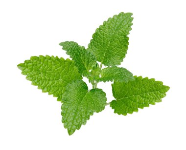 Taze limon merhemi ya da Melissa izole edilmiş.