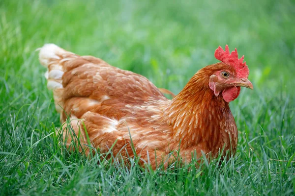 Free range chicken gathering — Stock Photo, Image