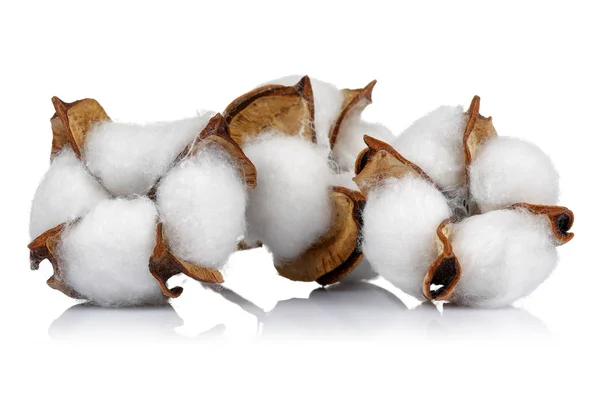 Cotton Plant Green Cotton Boll Isolated White Background Stock Photo by ©mahirart  236233658