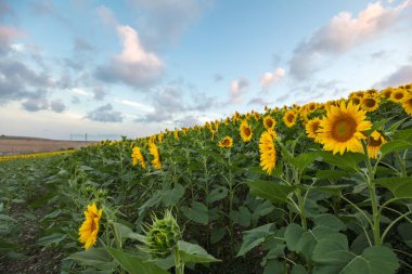 Ayçiçeği tarlası ve bulutlu gökyüzü