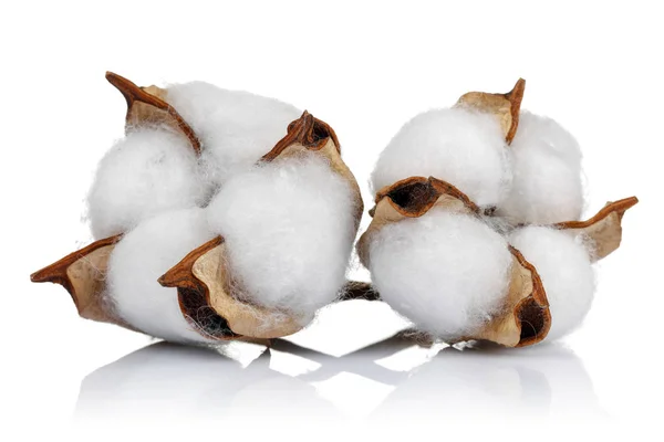 Cotton Plant Green Cotton Boll Isolated White Background Stock Photo by ©mahirart  236233658