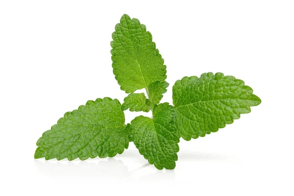 Bunch of lemon balm or melissa plant isolated — Stock Photo, Image