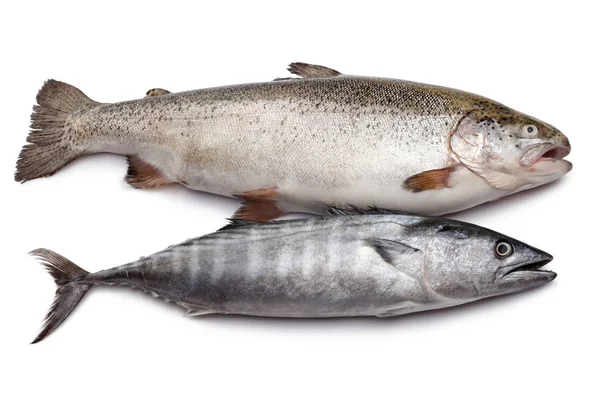Fresh Bonito and Salmon fish isolated on white Royalty Free Stock Photos