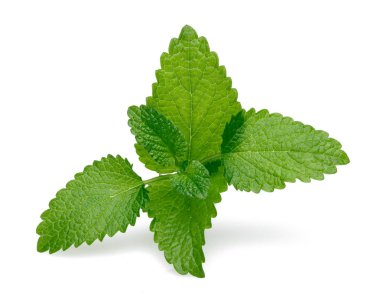 Taze limon merhemi ya da Melissa beyaz arka planda izole edilmiş.