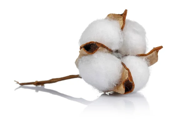 Cotton Plant Green Cotton Boll Isolated White Background Stock