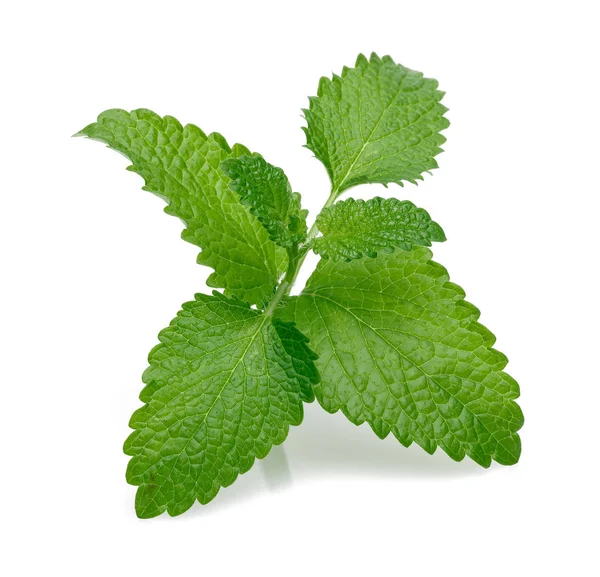 Fresh Lemon Balm Melissa Isolated White Background — Stock Photo, Image