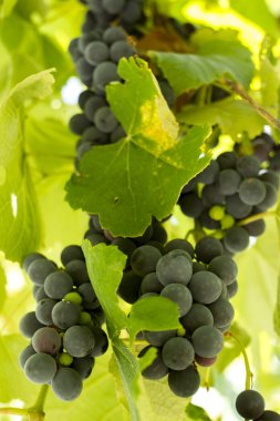 Siyah Gprape asma yaprağı