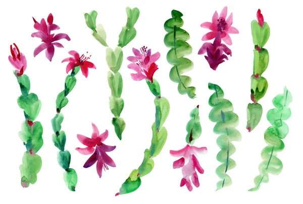 Set di fiori in fiore ad acquerello Schlumbergera isolato su Whi — Foto Stock