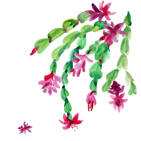 Watercolor Christmas Cactus, Thanksgiving cactus, Blooming Flowe — Stock Photo, Image