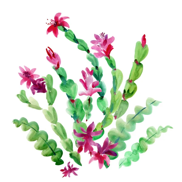 Aquarelle Cactus de Noël, cactus d'Action de grâces, Flowe en fleurs — Photo